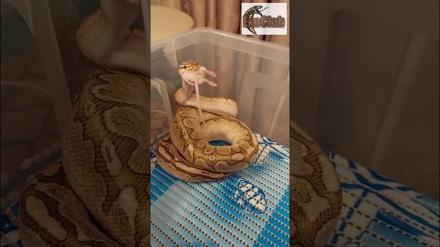 Кормление королевского питона/feeding python regius/ball python/python regius/королевский питон