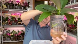 орхидеи ожили в керамзите с кокосовыми чипсами / орхидеи после пересадки