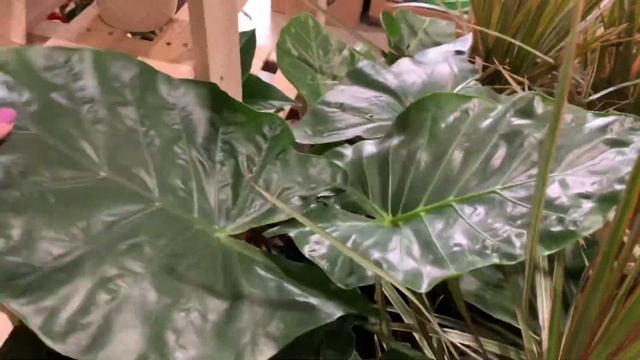 Plant shop with me !! Lowe’s, HomeDepot and Walmart ! смотреть онлайн