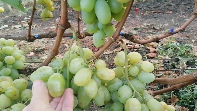 Виноград Буба (Калугин В. М.) виноградник Король В. Н. смотреть онлайн