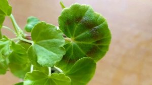 Идеальная  миниатюрная пеларгония Mini Diane .Охотница за сердцами ! Лучшие сортовые пеларгонии .