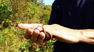 Японский Уж Japanese Ujik 27сентября 2022 г. Лесная прогулка Приморье Затерянный Рай Д.В.