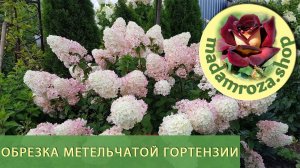 Обрезка метельчатой гортензии