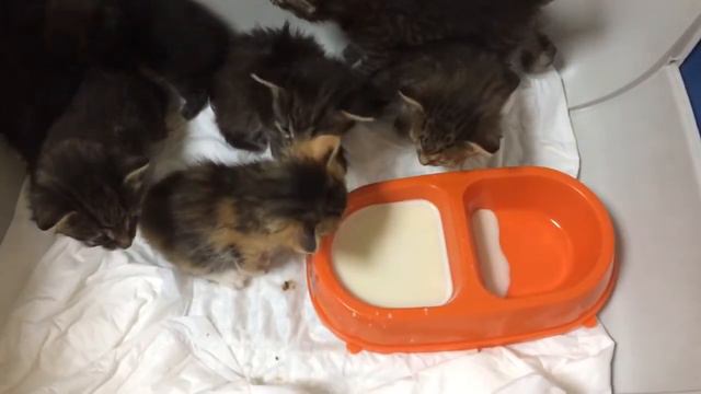 Котята Муркоша