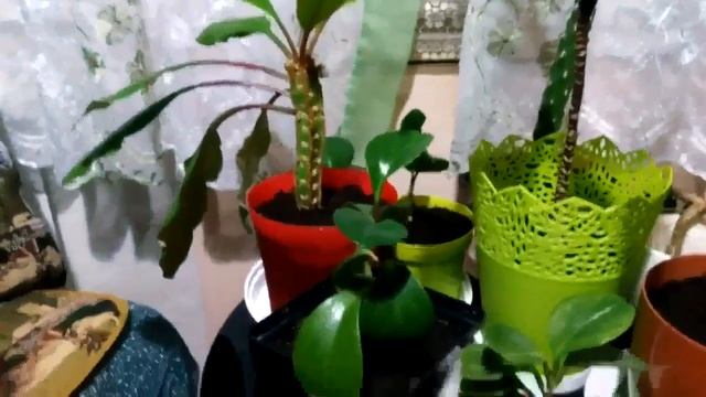 Обзор комнатных растений, зима-6. Пеперомия – Пестролистная и Зелёная Магнолиелистная смотреть онлайн