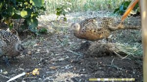 What does a wild pheasant eat? Чем питается фазан.