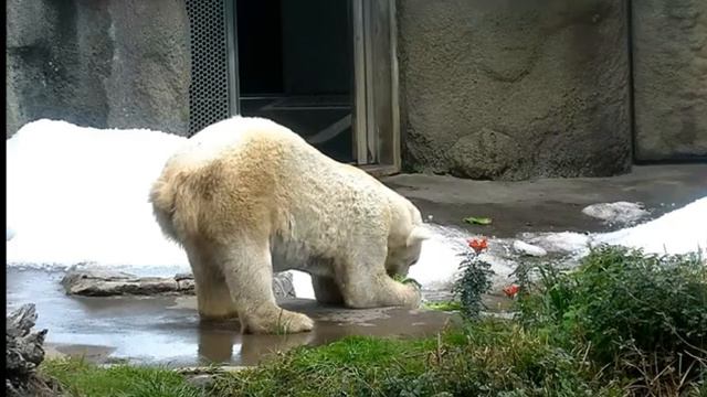 Мишка с таким азартом завтракает#Зоопарк Сан-Диего смотреть онлайн