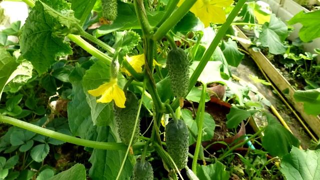 СРОЧНО ДАЙТЕ ОГУРЦАМ СОДУ И БУДЕТЕ СОБИРАТЬ УРОЖАЙ ВЕДРАМИ ДО ОСЕНИ! УХОД ЗА ОГУРЦАМИ смотреть онлайн