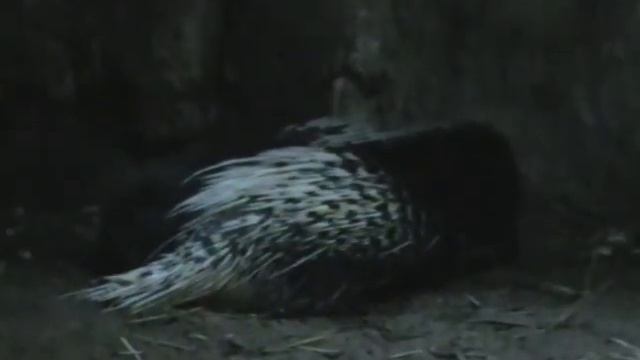 Сингапур, животные, 2011 г. смотреть онлайн