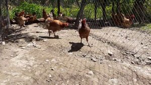 куры несущие зеленые яйца синь синь дянь зеленое лечебное яйцо chicken green egg