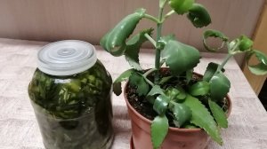 СОСУДИСТЫЕ ЗВЁЗДОЧКИ И СЕТОЧКИ на ногах, убирает настойка КАЛАНХОЭ..