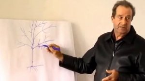 Как правильно обрезать черешню и сливу