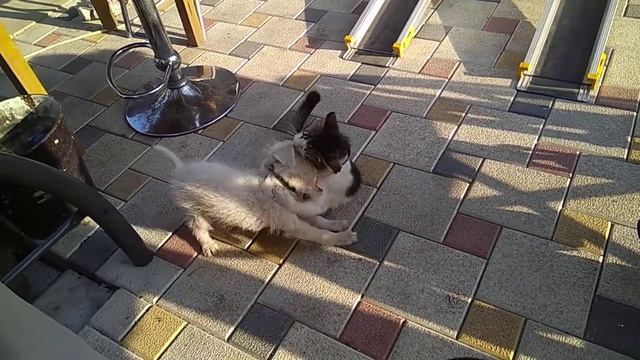 Запрещенное видео - Жестокая борьба кота и собаки смотреть онлайн