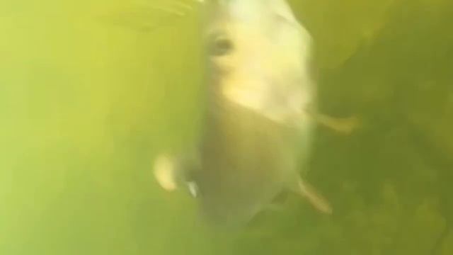 Сокровища Пижмы