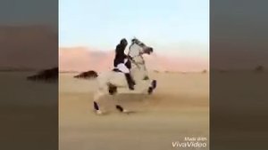 Очень красивый Арабский скакун