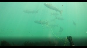 Подводная охота на лобана, кефаль. Август 2022