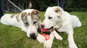 Отзыв о кормах для собак Блитц