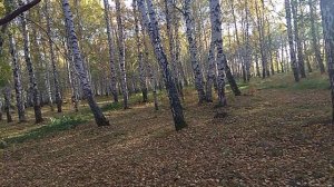 Русская природа в Берёзовой Рощице