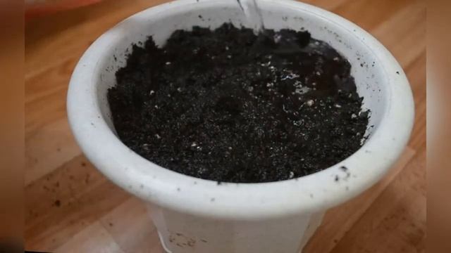Как вырастить острый перец на подоконнике