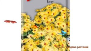 Доротеантус обыкновенный Еллоу (ellou) ? Еллоу обзор: как сажать, семена доротеантуса Еллоу