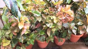 COPPERLEAF Plant Care - Acalypha wilkesiana | How to grow Khalifa Plant from Cuttings - in English