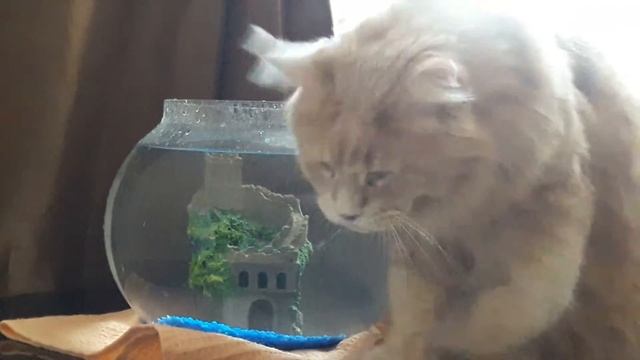 Кот выпивает аквариум смотреть онлайн