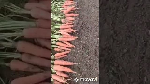 Алтанхан намар