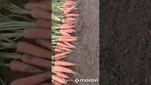 Алтанхан намар