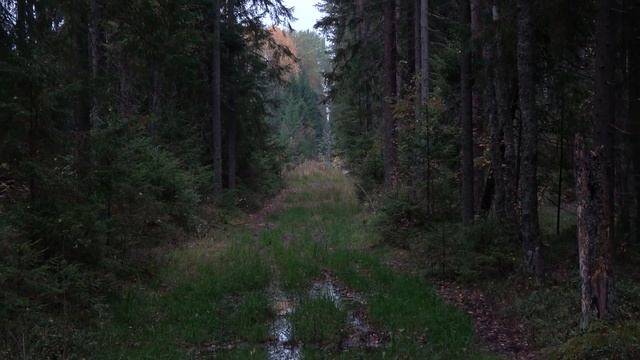 По дороге к Дивенской, лесные зарисовки и Мемориал воинам, павшим в 1941 году под Дивенской.