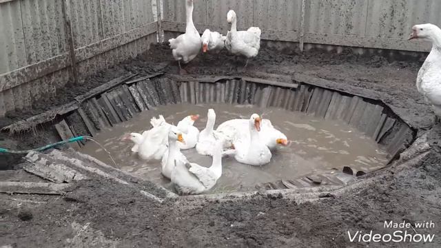 Водаем для гусей в огороде. смотреть онлайн