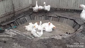 Водаем для гусей в огороде.