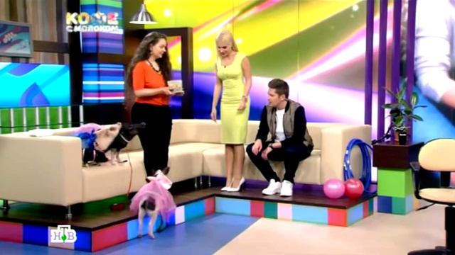Театр МуленХрюш шоу минипиги Выступления минипигов на праздниках.
