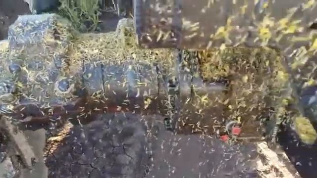 Капустная моль в Северном Казахстане смотреть онлайн