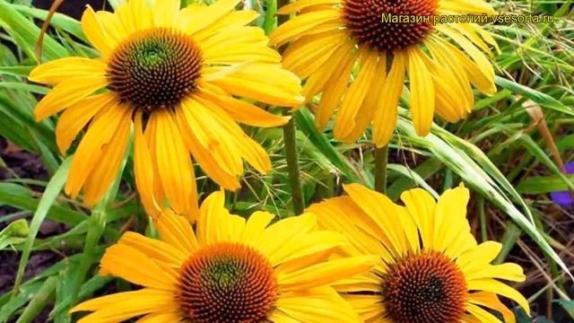 Эхинацея гибридная Дэйдрим. Краткий обзор, описание характеристик Echinacea Daydream