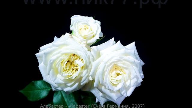 Как распускается роза Алабастер (Чайно гибридная) - Alabaster (Evers Германия, 2007)