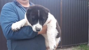 Щенок алабая - девочка Карабаш, 3 месяца