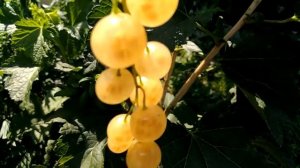 Смородина ярко-жёлтая "ЭЛИТА'.11.07.2021.