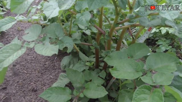 Картошка на двух разных огородах. Окучивание. смотреть онлайн