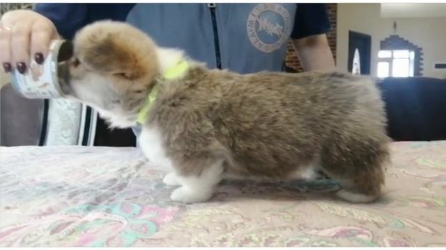 щенок вельш корги пемброк 5 недель 3 смотреть онлайн