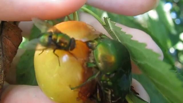 Жук-бронзовка кушает черешню смотреть онлайн