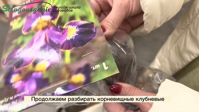 Выбираем корневишные клубневые цветы правильно. Лилии, ирисы #strogoorganic смотреть онлайн