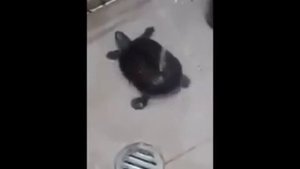 Черепаха танцует, принимая душ