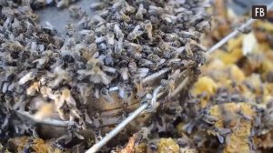 Не понимала, зачем сосед оставляет в саду ведро с водой и винными пробками: узнав причину