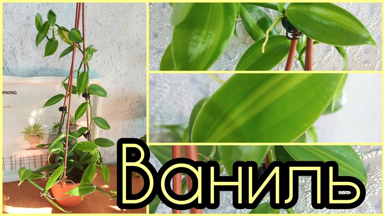 #ОРХИДЕЯ ЛИАНА Ваниль ? #уход #содержание #размножение #освещение #грунт #полив #цветы #растения