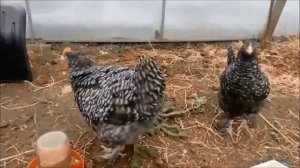 Кормление кур и сравнение ниппельной и Чашечной поилки 11.04.2020 год.