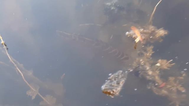 Рыбалка на щуку, Безлюдовкас. Харьков #рыбалка #щука #Безлюдовка #Харьков смотреть онлайн