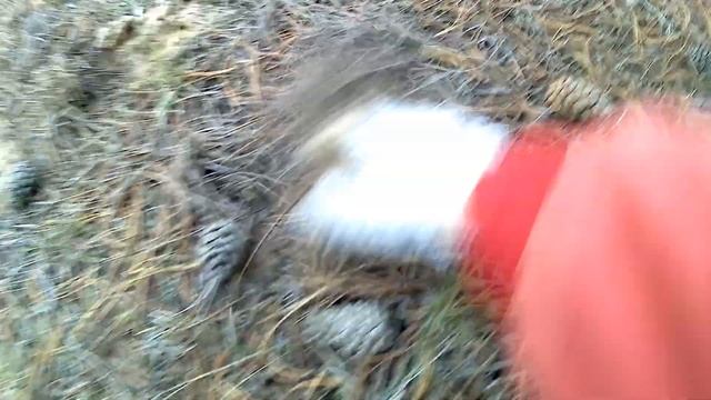 Зимние грибы 2020 / декабрьские цветы в сосновом лесу смотреть онлайн