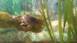 Что будет если запустить речного рака в аквариум с рыбками