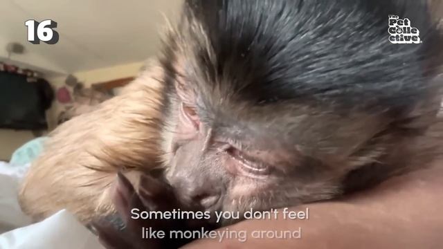 Fast and the Furriest | ? FUNNIEST Pets Of The Week ? смотреть онлайн