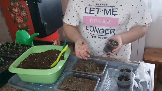 Не забудьте прищипнуть ЛАВАНДУ! Пикируем "кустики" ампельного ЛЬВИНОГО ЗЕВА))) смотреть онлайн